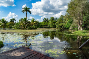 Background for Suriname